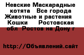 Невские Маскарадные котята - Все города Животные и растения » Кошки   . Ростовская обл.,Ростов-на-Дону г.